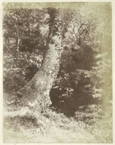 Tree study