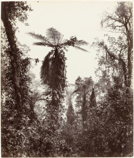 Tree ferns in Darjeeling, West Bengal, India
