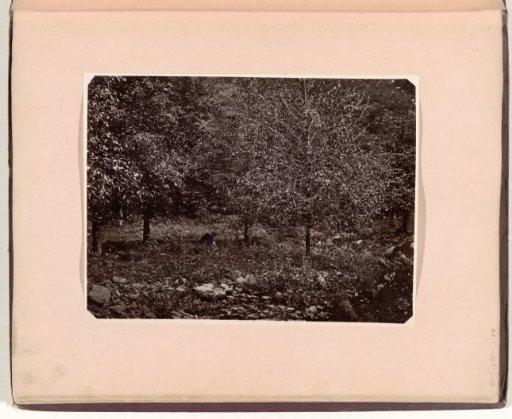 Young nutmeg trees