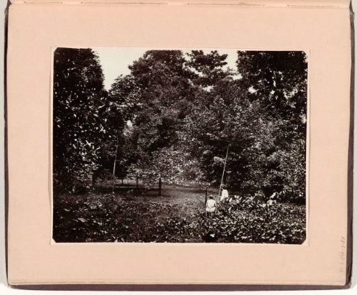 Harvesting of nutmeg