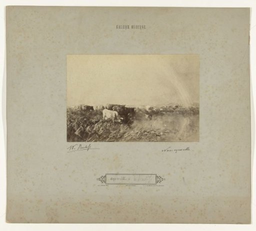 Photographic reproduction of the watercolor Cows by the Water