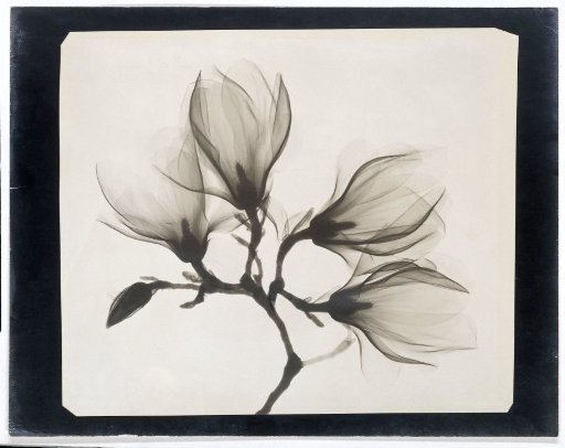 Branch of flowering magnolia