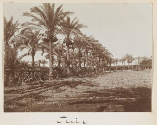 Palm Garden of a Country House in Alexandria