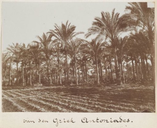 Palm Garden of a Country House in Alexandria