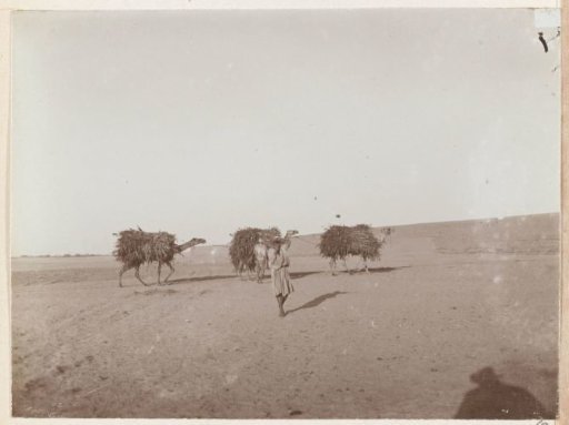 Three Dromedaries Loaded with Feed