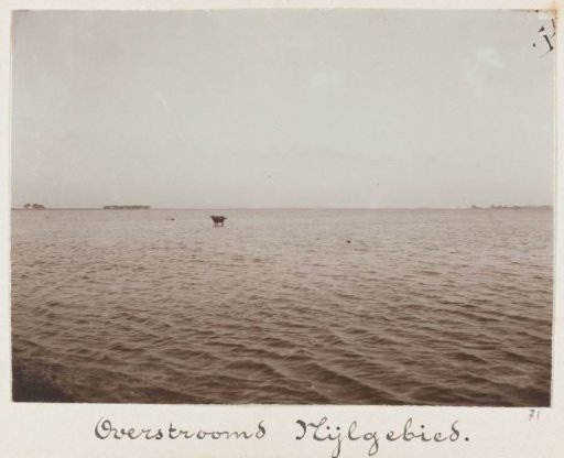Standing Buffalo in the Flooded Nile Valley near Cairo