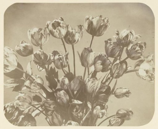 Still life of a bouquet of tulips