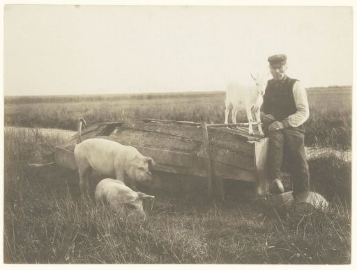 Swineherd at the Naardermeer