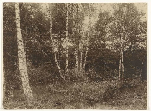 Birches in a Pine Forest