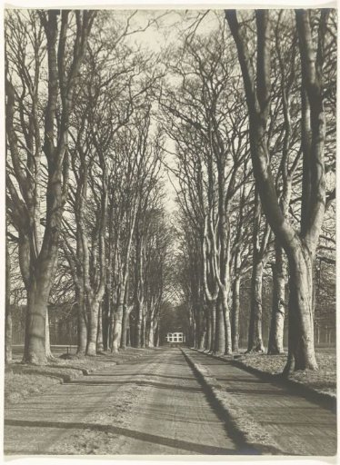 Beech Avenue in Voorst