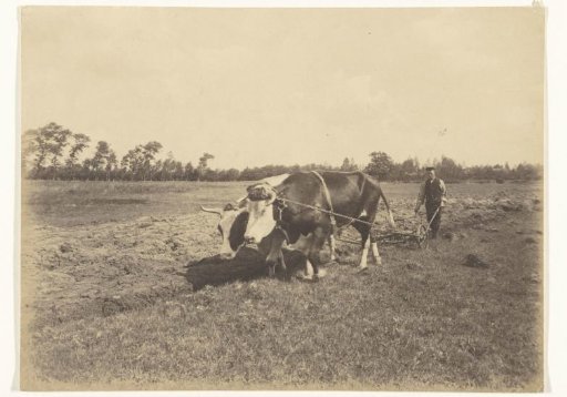 Two oxen before a plough