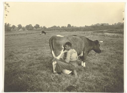 Man milks a cow