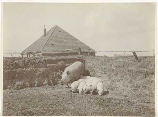 Pig with piglets on Texel
