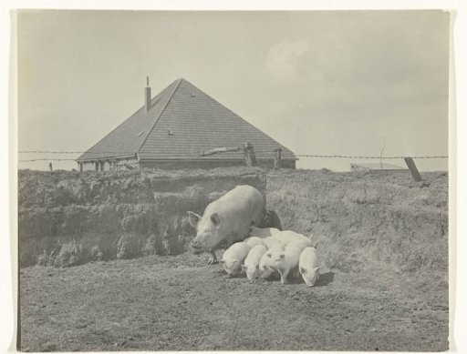 Pig with piglets on Texel