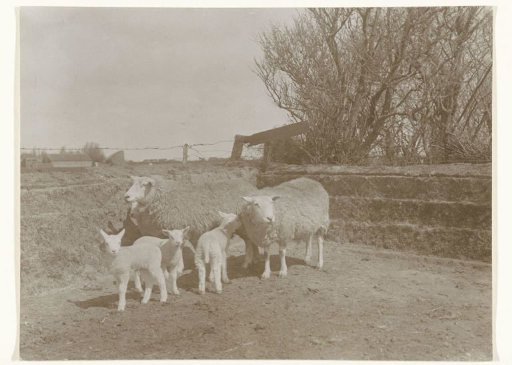 Two sheep with lambs on Texel