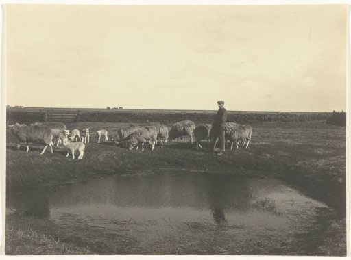 Sheep, lambs and a shepherd near a pool on Texel