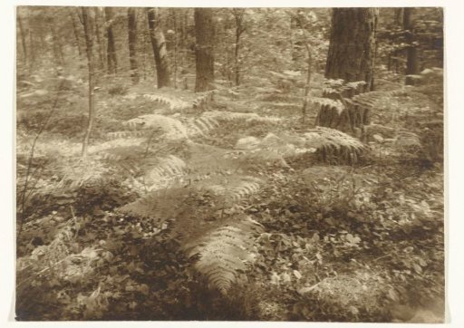 Male Fern in a Pine Forest