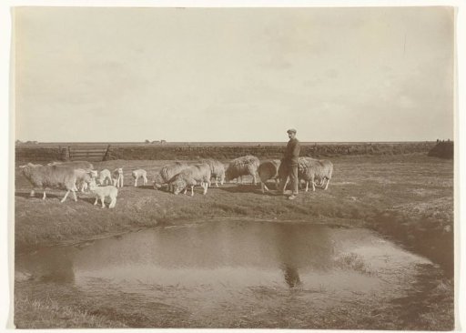 Farmer with sheep and lambs near a pool at Oosterend on Texel