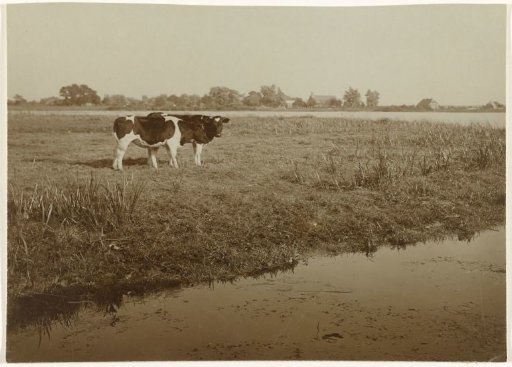 Two cows in a meadow near a lake