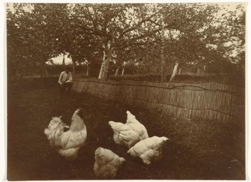 Roosters in a meadow