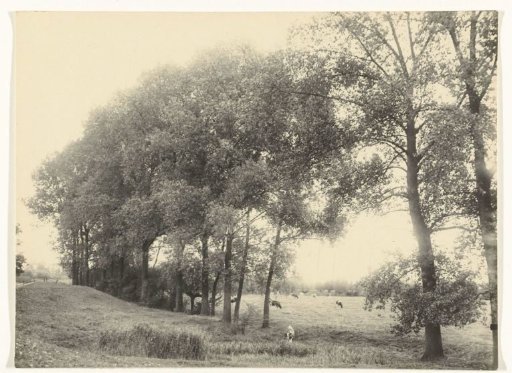 View of the estate Nijenbeek with poplars and animals
