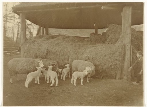 Sheep and lambs on a farmyard in Maarssen