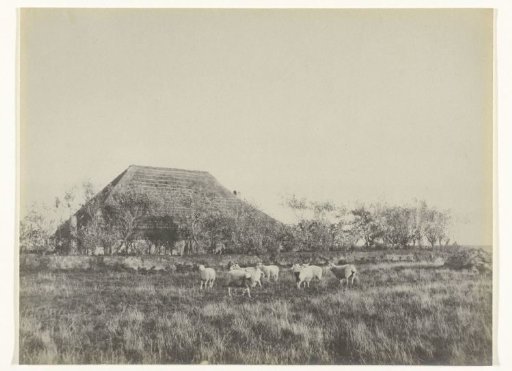 Sheep in a meadow, with a farm in the background