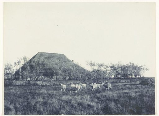 Sheep in a meadow, with a farm in the background
