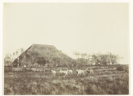 Sheep in a meadow, with a farm in the background