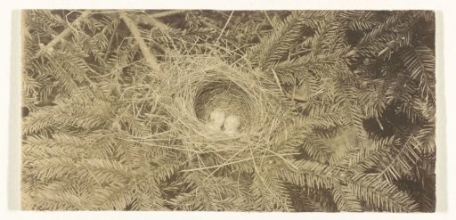 Nest with Eggs in a Tree