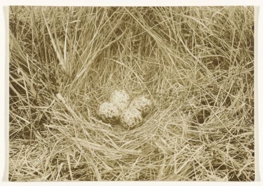 Nest with eggs of a lapwing on Texel