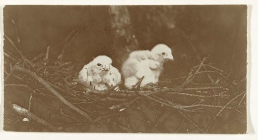 Two young birds on a nest (birds)