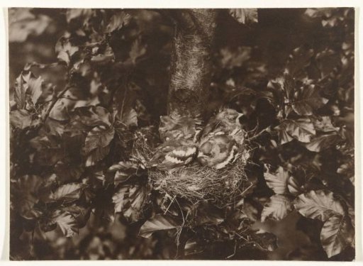 Two finches (book finches, bone finches or charlottes) on a nest (birds)