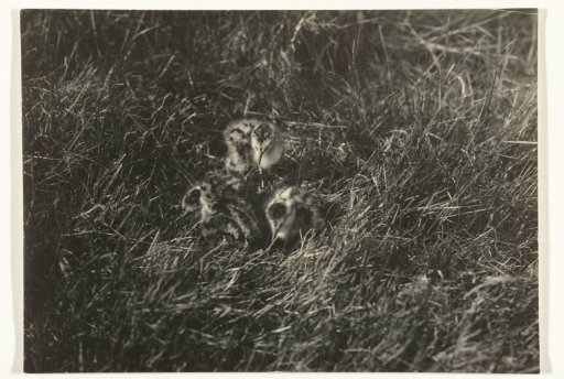 Three young lapwings on their nest (birds)