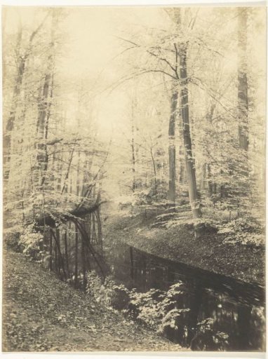 Forest and Stream Landscape