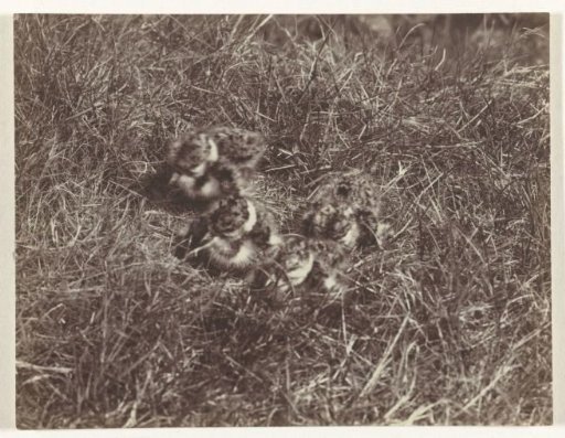 Four chicks in the grass