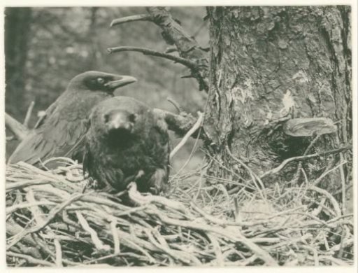 Two Young Crows on Their Nest