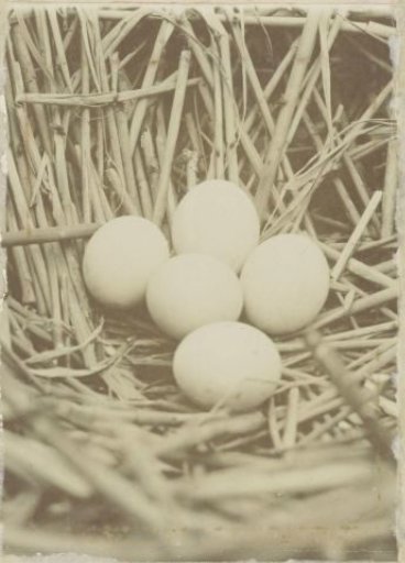 Nest with eggs of the purple heron