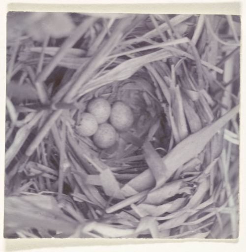 Nest of the snipe with eggs, woven from reed grass leaves near the Naardermeer