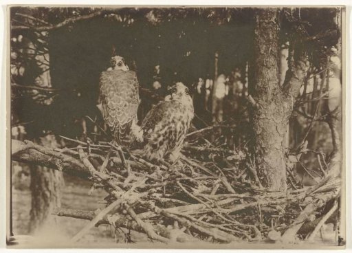 Two birds of prey on a nest
