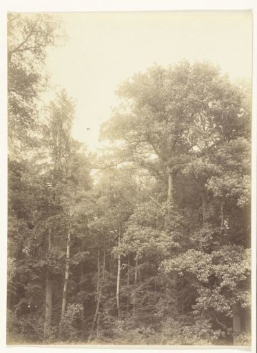Trees in Twickel Park in Delden