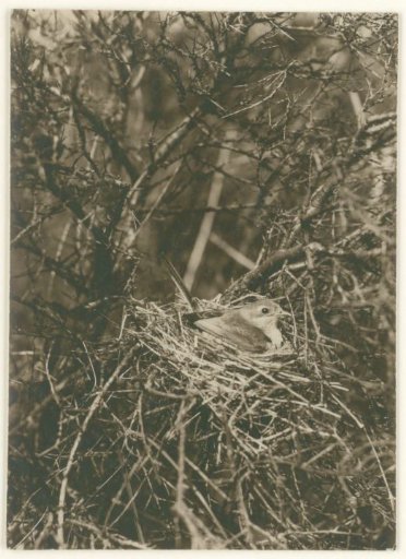 Female Grey Wagtail on Her Nest