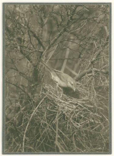 Grey Shrike Female on Her Nest