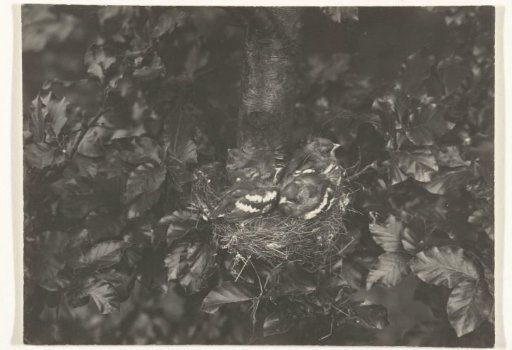 Finches (Chaffinches, Greenfinches, Siskins) on Their Nest