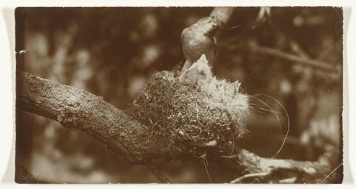 Bird on its nest