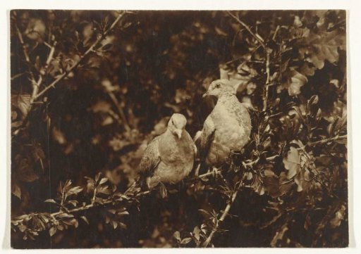 Young turtle doves on a branch