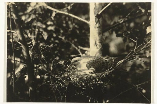 Turtle Dove with Young on Her Nest (Birds)