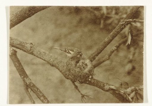 Finch at Nest with Young (Birds)
