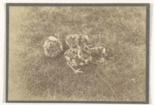 Four Chicks in the Grass