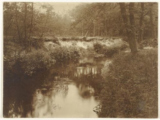 View of Stream and Forest